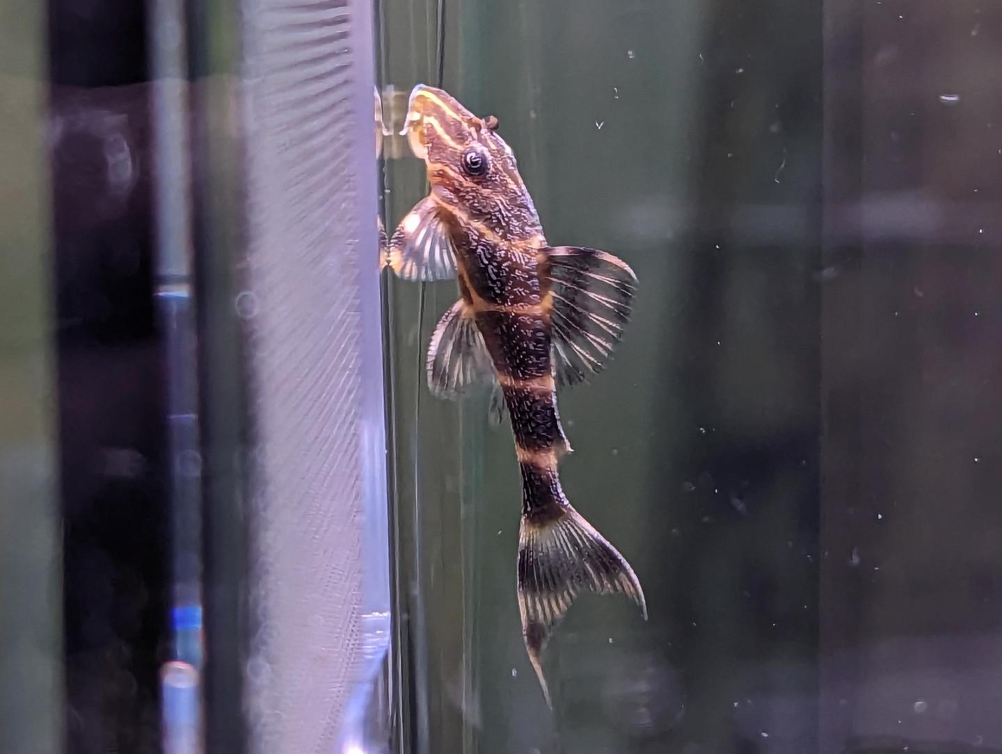 Clown clearance pleco care